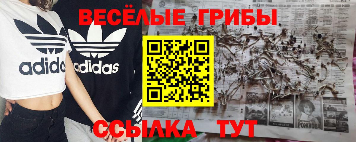Псилоцибиновые грибы GOLDEN TEACHER Сальск